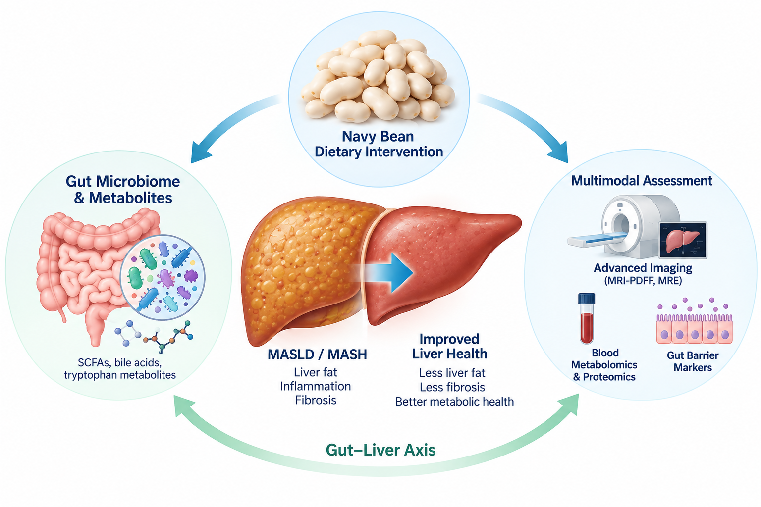 Concept of the BEAN-MASLD trial: a navy bean dietary intervention, the gut microbiome and liver health