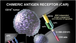 re-directing immune cells to become anti-cancer cells