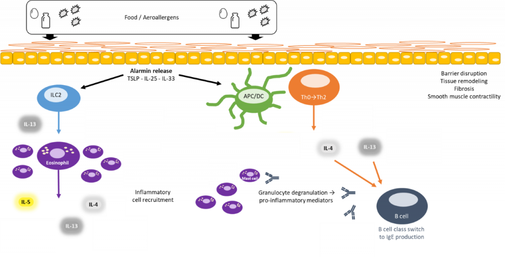 This image shows the mechanism by which eosinophils act in the body.
