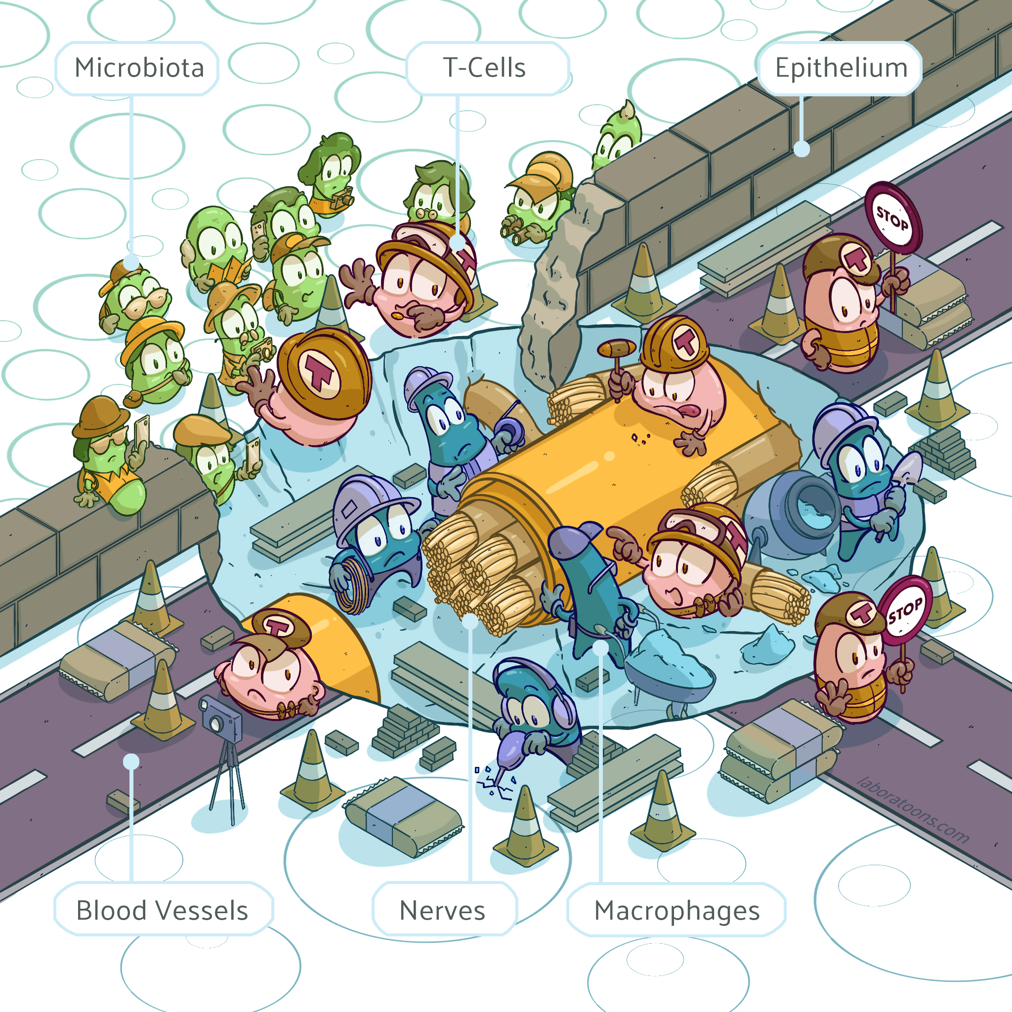 Enamorado Lab Graphic
