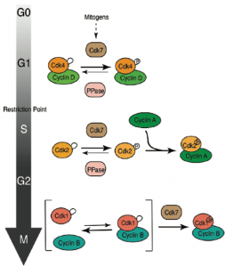 Figure 2. Changing modes of CDK activation during cell-cycle progression: from analog sensor to binary switch. Although they share a common CAK (Cdk7), the CDKs active during G1, S/G2 and M phases follow different kinetic paths to activation, which contributes to CDK-cyclin pairing specificity and the regulation of cell-cycle commitment by mitogen signaling (see Larochelle et al., 2007; Merrick et al., 2008; Schachter et al., 2013).
