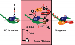 Figure 3. A CDK-dependent switch in transcription. Chemical genetics uncovered two requirements for TFIIH-associated Cdk7 (K7) in the transition from preinitiation complex (PIC) to elongating transcription complex: 1) recruitment of elongation factors DSIF and NELF and displacement of initiation factor TFIIE to establish a paused complex; and 2) activation of Cdk9 (K9) to release RNAP II from the pause (see Larochelle et al., 2012).
