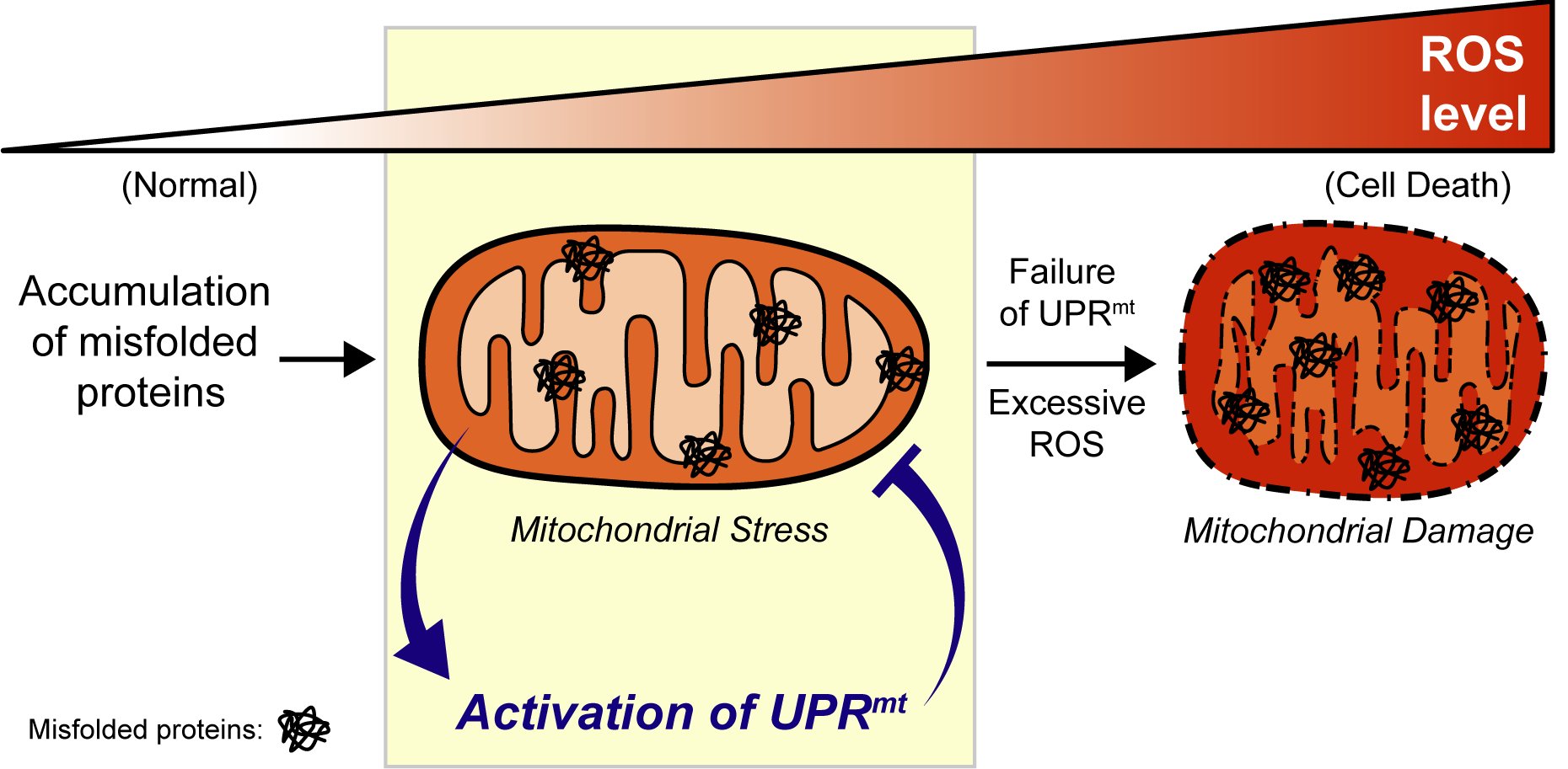 Activation of the Mitochondrial Unfolded Protein Response