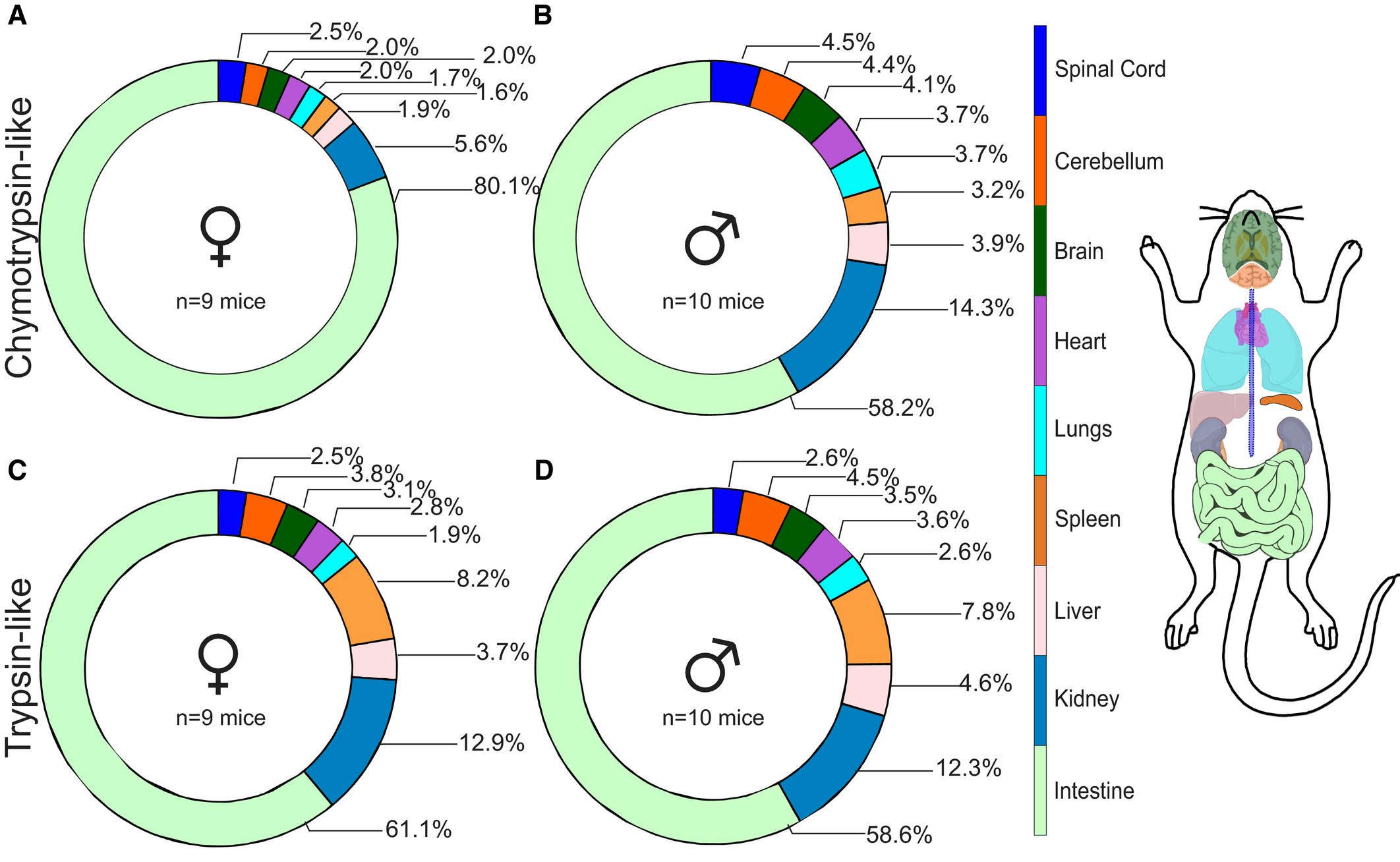 Proteasome activity mapping reveals sex and tissue specific differences in  proteostasis | Germain Lab