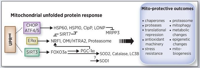 the Mitochondrial Unfolded Protein Response