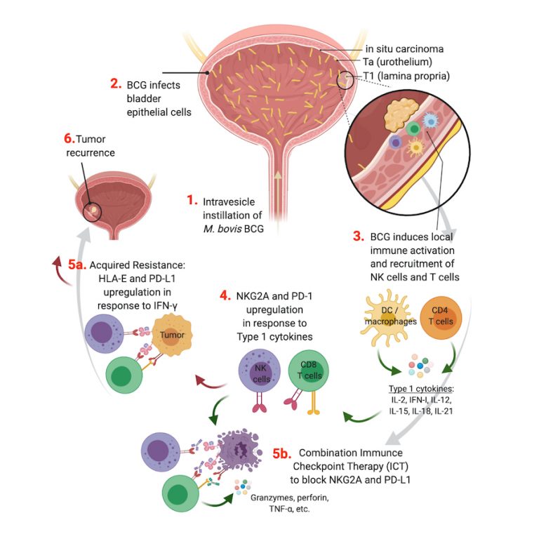 HLAE and NKG2A as a novel immune checkpoint axis to