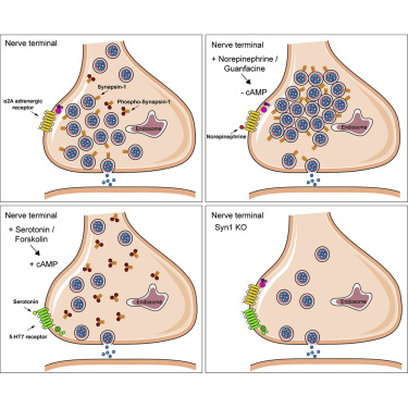 Can Humans Create a Soul? - Sinai and Synapses