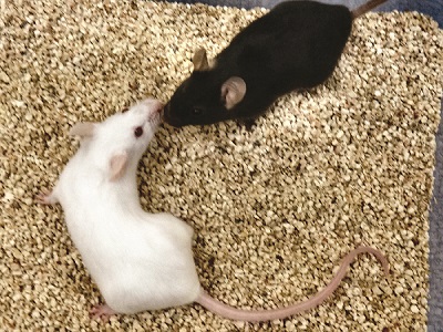 mice sniff 2 adjust2