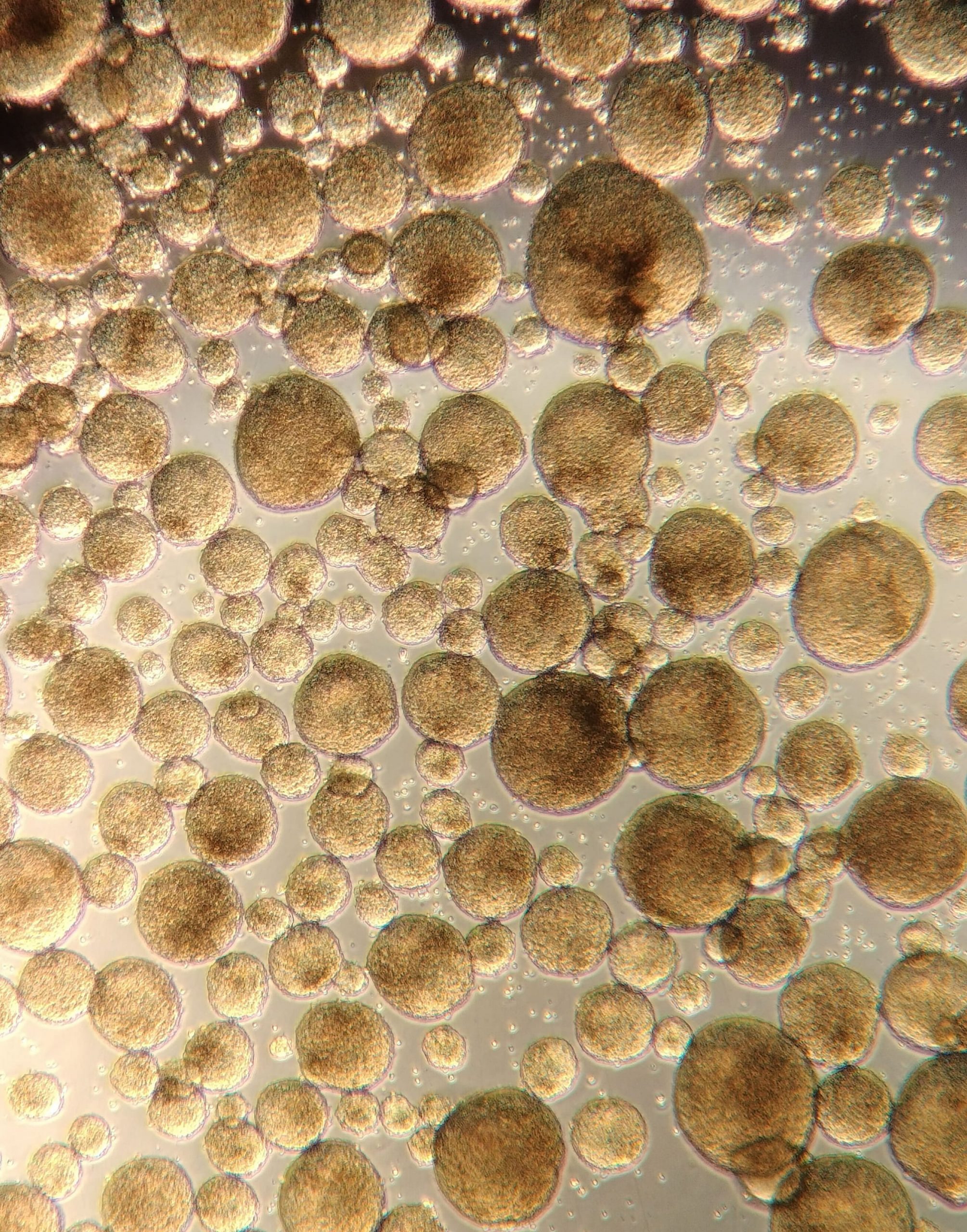 Organoid generation - Trivieri lab